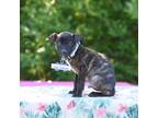 Adopt Cape Lookout a Pit Bull Terrier