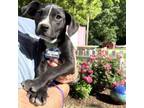 Adopt Oak Island a Pit Bull Terrier