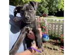 Adopt Bodie Island a Pit Bull Terrier