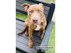 Adopt Chewy a Pit Bull Terrier