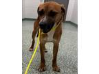 Adopt FOUTS a Labrador Retriever, Mixed Breed