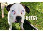 Adopt Bucky a Boxer