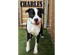 Adopt Charles a Terrier