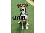 Adopt Castiel a Siberian Husky