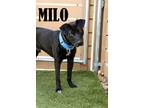 Adopt Milo a Labrador Retriever