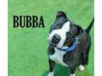 Adopt Bubba a Terrier