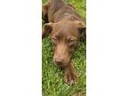 Adopt Rebel a Mixed Breed