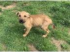 Adopt Rex a Mixed Breed