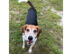 Adopt Buddha a Foxhound, Hound