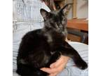 Adopt Eclipse a Domestic Short Hair