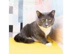 Adopt Anakin a Domestic Short Hair