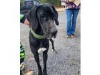 Adopt Molly a Great Dane