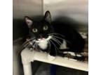 Adopt Beeper a Domestic Short Hair