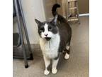 Adopt Flash a Domestic Short Hair