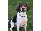 Adopt Scotty- @ Tractor Supply Seabrook 4/24! a Coonhound
