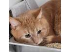 Adopt Louis Vuitton a Domestic Short Hair