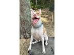 Adopt Jordan a Pit Bull Terrier