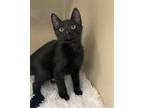 Adopt Quinn a Domestic Short Hair