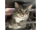 Adopt Tootsie a Domestic Long Hair, Domestic Short Hair