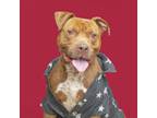 Adopt Calvin a Pit Bull Terrier, Mixed Breed