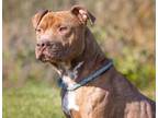 Adopt Calvin a Pit Bull Terrier, Mixed Breed