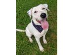 Adopt Dodger Louisiana a Dalmatian, Labrador Retriever