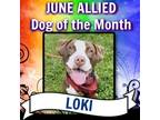 Adopt Loki NJ a Pit Bull Terrier