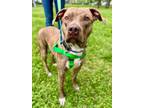 Adopt Gunner a American Staffordshire Terrier