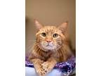 Adopt Ralph a Domestic Short Hair