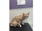 Adopt Tic-Tak a Domestic Short Hair