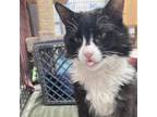 Adopt Mr. P a Domestic Long Hair