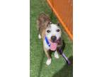 Adopt TAZ a Pit Bull Terrier