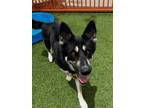 Adopt TRAVIS a German Shepherd Dog