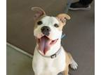 Adopt BUFFY a Pit Bull Terrier