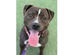 Adopt NIGHT OWL a Pit Bull Terrier