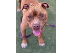 Adopt ABEL a Pit Bull Terrier