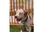 Adopt TYLEE a Pit Bull Terrier