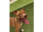 Adopt APOLLO a Pit Bull Terrier, Mixed Breed