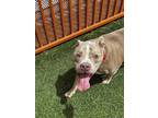 Adopt ZEUS a Pit Bull Terrier