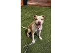 Adopt SUPERMAN a Pit Bull Terrier