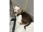 Adopt CHEESECAKE a Pit Bull Terrier