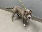 Adopt KNIGHT a Pit Bull Terrier