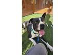 Adopt FLASH a Pit Bull Terrier