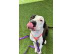 Adopt SQUILLIAM a Pit Bull Terrier