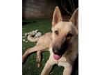 Adopt BEAU a German Shepherd Dog