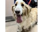 Adopt Godrick a Basset Hound