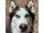 Adopt Shadow a Siberian Husky