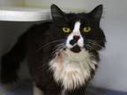 Adopt Santino a Domestic Medium Hair