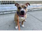 Adopt Groovy a Mixed Breed