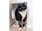 Adopt Sushi a Domestic Short Hair